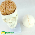 SKULL01-1 (12327) Medical Science Anatomy Cranial Nerve Plastic Skull Model